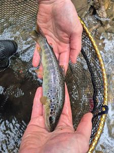 Rainbow Trout