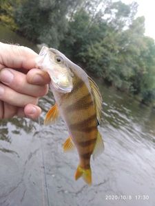 European Perch