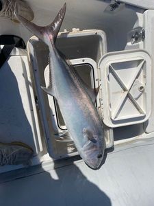Greater Amberjack