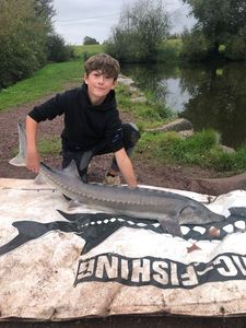 Sturgeon