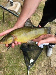 Tench