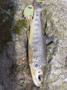 Brown Trout