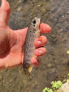 Brown Trout