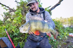 European Perch