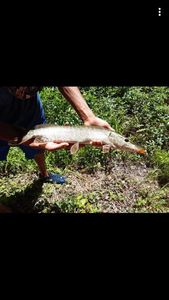 Northern Pike
