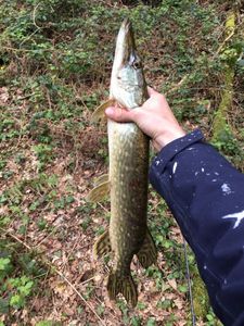 Northern Pike