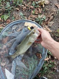 Largemouth Bass