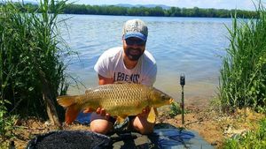 Common Carp