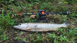 Northern Pike