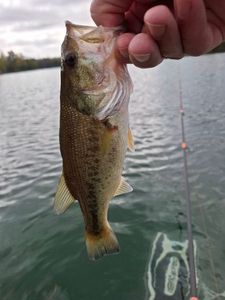 Largemouth Bass