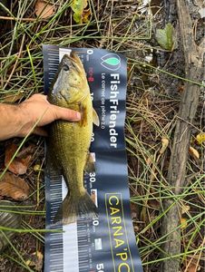 Largemouth Bass