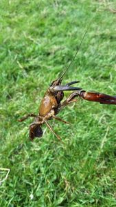 Red Swamp Crayfish