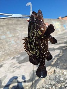 Brown Grouper (Dusky)