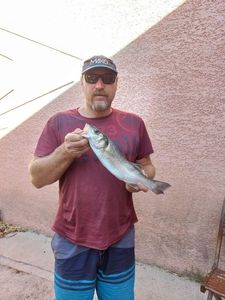 European Bass (Seabass)
