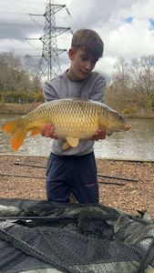 Common Carp