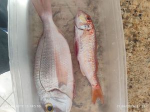 Surmullet