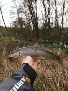 Brown Trout caught by Adrien Coué