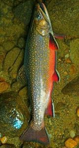 African Forktail Snapper