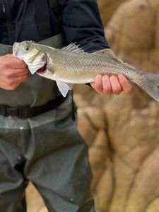 European Bass (Seabass)