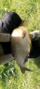 Common Bream
