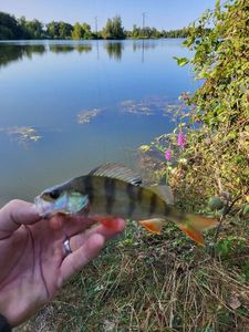 European Perch
