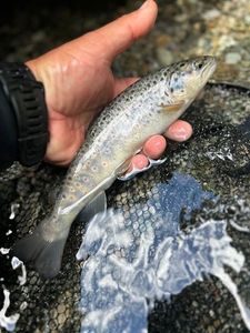 Brown Trout