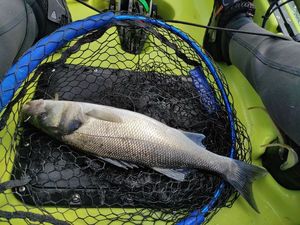 European Bass (Seabass)