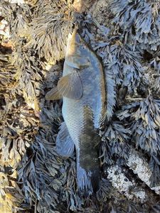 Ballan Wrasse