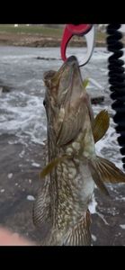 Goldblotch Grouper