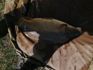 Mirror Carp