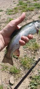 Rainbow Trout