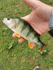 European Perch