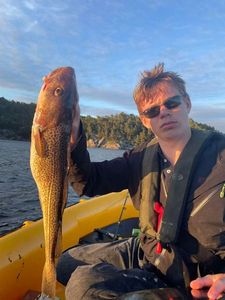 Atlantic Cod (Baltic)