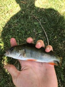 European Perch