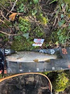 Brown Trout