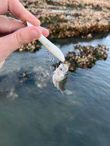European Bass (Seabass)