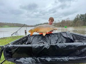 Mirror Carp