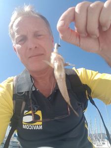 Giant Goby