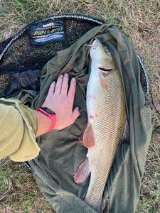 Barbel