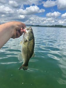 Largemouth Bass