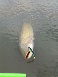 Wels