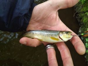 Brown Trout