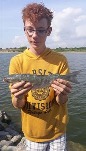 Thicklip Grey Mullet