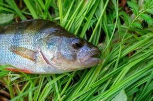 European Perch