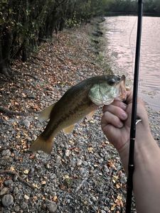 Smallmouth Bass