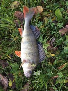 European Perch