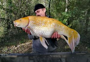 Koï Fish
