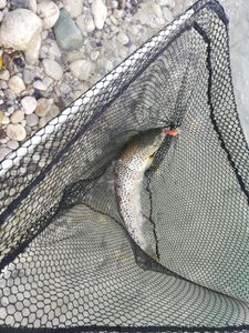 Lake Trout