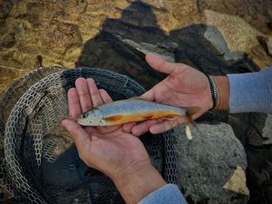 Arctic Char
