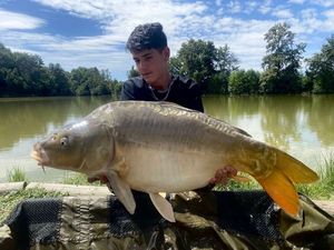 Common Carp
